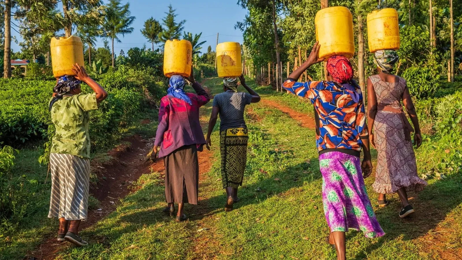 Women carrying yellow containers on their heads along a tree-lined dirt path