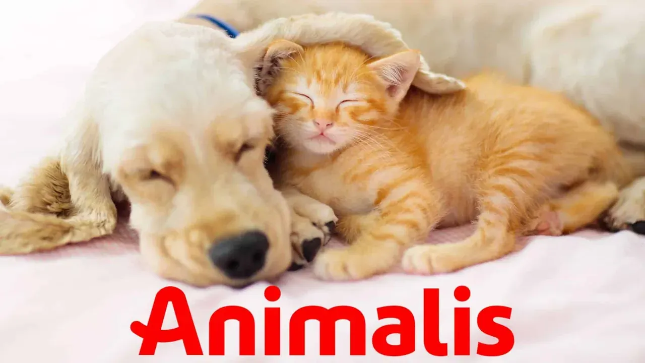 Visuel Animalis pour les annonces en magasin