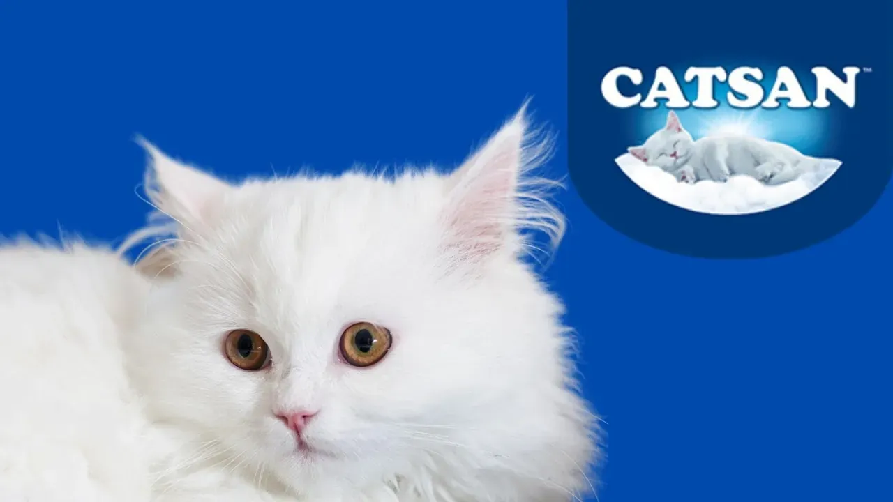 Chaton blanc sur fond bleu et logo Catsan